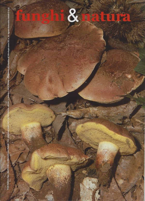 Funghi e natura 16