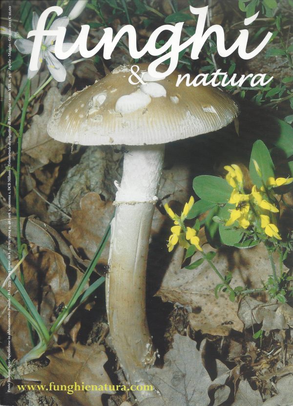 Funghi e natura 39