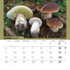 Calendario tavolo Boletus edulis 1