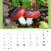 Calendario tavolo Russula 2